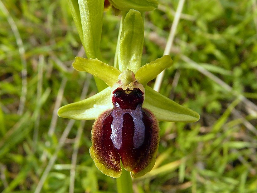 Ophrys Araneola....?????